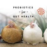 Manna Pro 16% Layer Crumbles Chicken Feed 8 lb