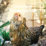 Manna Pro 16% Layer Crumbles Chicken Feed 8 lb