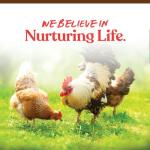 Manna Pro Harvest Delight - Mixed Flock Chicken Treat