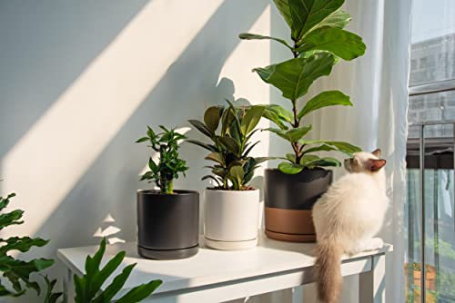 Stylish 6-Inch Ceramic Planter with Drainage Saucer