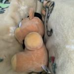 Freddy Plush from Five Nights at Freddy's