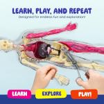 Dan&Darci Human Anatomy Squishy Body Model - Science Kits for Kids Ages 4-8 - STEM Toys for 4 5 6 7 8 Year Old Boy Birthday Gift - Learning Educational Toys for Ages 5-7 Boys Gifts - Skeleton Parts