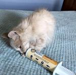 Ready Cal Cat Weight Gainer | High Calorie Supplement