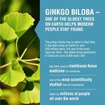 Endotelio Brain Supplement for Memory and Focus