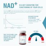 Endotelio Brain Supplement for Memory and Focus