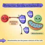 Vegavero L-Taurine 1000 mg Capsules with L-Theanine