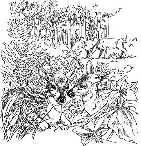 Nature Coloring Book: A Walk in the Woods