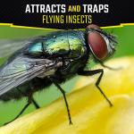 Black Flag Fly Stick Trap, Pack of 6