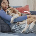 Adams Flea & Tick Home Spray for Pets, 48 oz