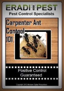 Carpenter Ant Control Guide for Homeowners