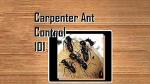 Carpenter Ant Control Guide for Homeowners