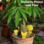 48 Pack Multi-Sized Sticky Traps for Indoor Plants