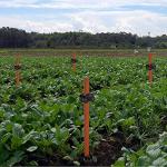 Solar Coyote and Raccoon Deterrent Devices - 8 Pack