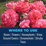 BioAdvanced 3-in-1 Pest Control Spray 24 oz