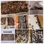 20 Pack Indoor Roach Traps, Safe for Kids & Pets