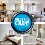 Combat Max Ant Bait Stations, Indoor/Outdoor, 6 Pack