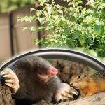 Bonide 1 lb Moletox - Mole & Gopher Killer