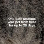 ADAMS Plus Flea & Tick Shampoo for Pets