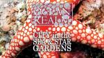 Ocean Realm Adventure: City in the Sea & Star Gardens