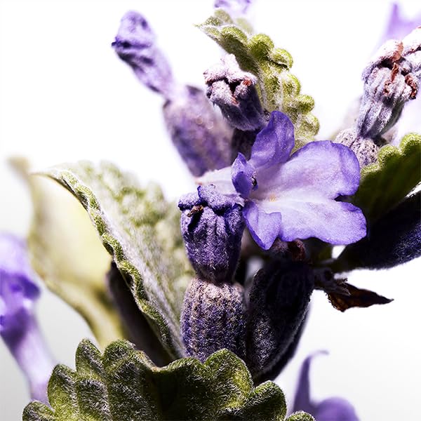 Cool Water By Davidoff For Men. Eau De Toilette Spray 4.2 Fl Oz (Pack of 1)