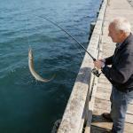 50 Pcs Soft Plastic Fishing Lures for All Waters