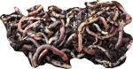 Yorkshire Worms Dendrobaena Worms 250g Pack - Suitable for Composting, For Bait For Fishing and Wormery Starter Packs (250g)