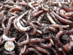 Yorkshire Worms Dendrobaena Worms 250g Pack - Suitable for Composting, For Bait For Fishing and Wormery Starter Packs (250g)