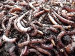Yorkshire Worms Dendrobaena Worms 250g Pack - Suitable for Composting, For Bait For Fishing and Wormery Starter Packs (250g)