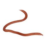 Artificial Fishing Worms Night Crawlers 10cm Worm Shaped Fishy Smell Soft Fishing Lure Baits Artificial Earthworm With Box For Fishermen Lure