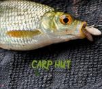 Artificial Pop Up Flavour Infused Maggot Casters for Carp and Coarse Fishing 11mm x24 pcs (Mixed Colours) Sale Price Introductory Offer for the first 20 Customers only