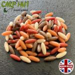 Artificial Pop Up Flavour Infused Maggot Casters for Carp and Coarse Fishing 11mm x24 pcs (Mixed Colours) Sale Price Introductory Offer for the first 20 Customers only