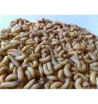500 Live Wax Worms Bee Moth Live Bait Ice Fishing Reptile Gecko Food waxworms