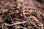 100g MEDIUM-LARGE DENDROBAENA WORMS FISHING LIVE BAIT/COMPOSTING/REPTILE FOOD