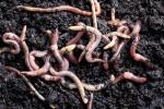 100g MEDIUM-LARGE DENDROBAENA WORMS FISHING LIVE BAIT/COMPOSTING/REPTILE FOOD