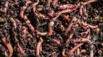 100g MEDIUM-LARGE DENDROBAENA WORMS FISHING LIVE BAIT/COMPOSTING/REPTILE FOOD