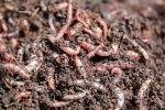 100g MEDIUM-LARGE DENDROBAENA WORMS FISHING LIVE BAIT/COMPOSTING/REPTILE FOOD