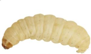 UINCLU Waxworms 50 Pack for Birds and Reptiles