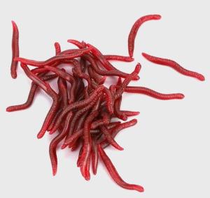 EVERBAY Soft Worm Lures for Fishing - 50pcs