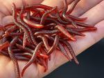 EVERBAY Soft Worm Lures for Fishing - 50pcs
