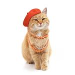 Colorful Wool Beret for Small Dogs and Cats