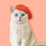 Colorful Wool Beret for Small Dogs and Cats