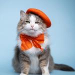 Colorful Wool Beret for Small Dogs and Cats