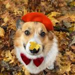 Colorful Wool Beret for Small Dogs and Cats