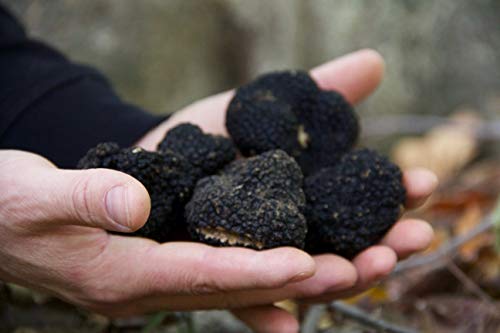 Fresh Black Burgundy Truffles and White Truffle Butter