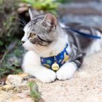 Personalized Stainless Steel Pet ID Tags - Silver