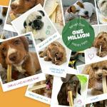 Himalayan Yak Chews for Dogs - Natural Treats