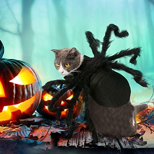 Spider Costume for Cats & Kittens: Halloween Fun!