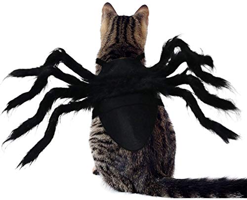 Spider Costume for Cats & Kittens: Halloween Fun!