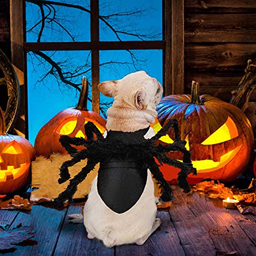 Spider Costume for Cats & Kittens: Halloween Fun!