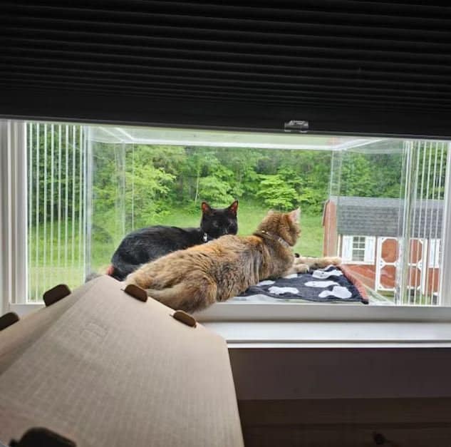 Window Catio - Custom Fit (24"-36")